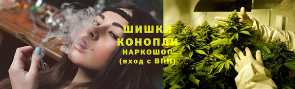 прущие грибы Верея